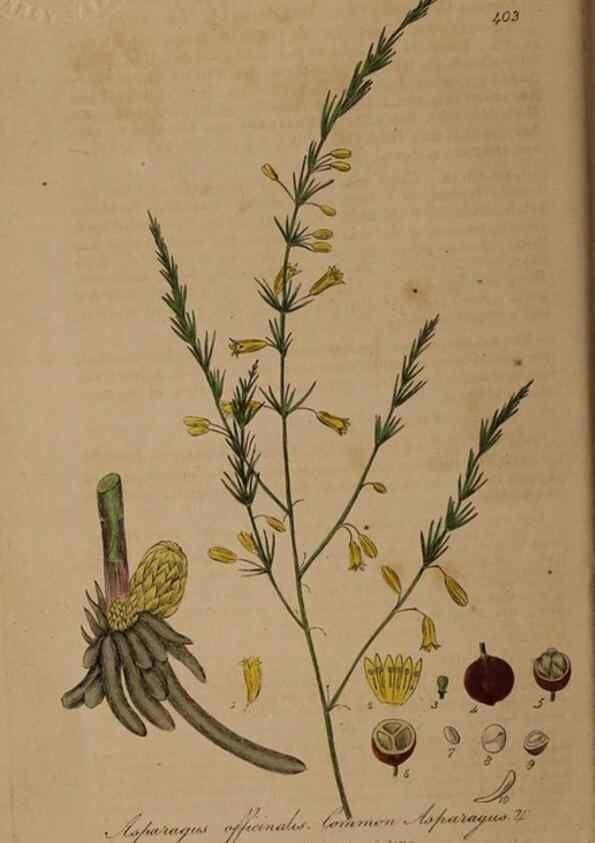 Reproducción/Reproduction 28757132730: British phaenogamous botany,. Oxford,Published by the author, sold by J.H. Parker [etc.]1834-43.
