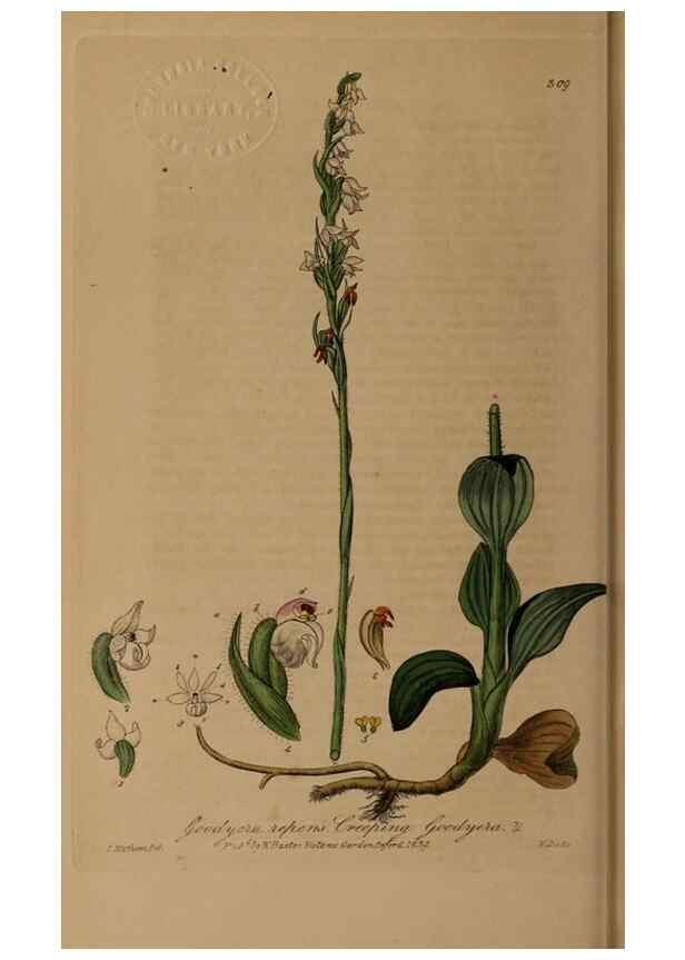 Reproducción/Reproduction 28949386691: British phaenogamous botany,. Oxford,Published by the author, sold by J.H. Parker [etc.]1834-43.