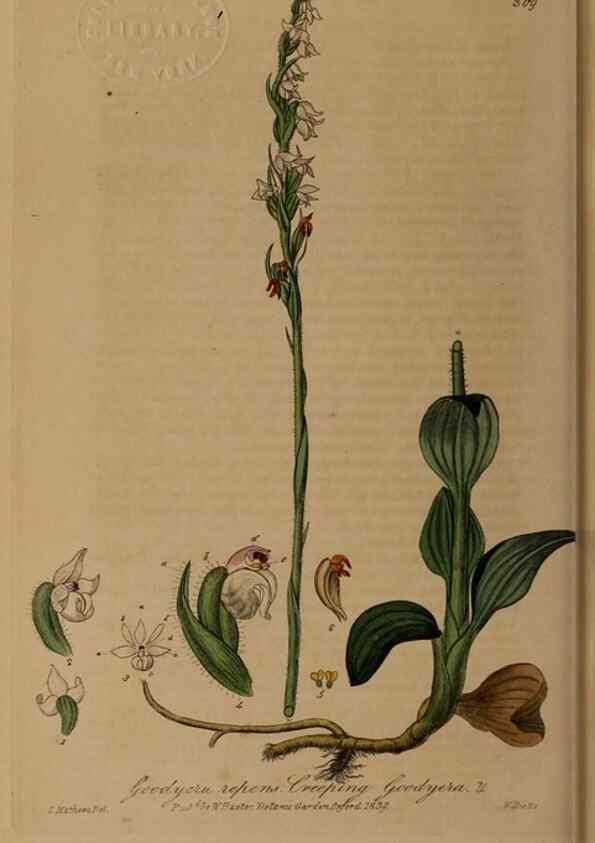 Reproducción/Reproduction 28949386691: British phaenogamous botany,. Oxford,Published by the author, sold by J.H. Parker [etc.]1834-43.