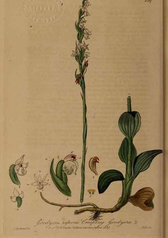 Reproducción/Reproduction 28949386691: British phaenogamous botany,. Oxford,Published by the author, sold by J.H. Parker [etc.]1834-43.