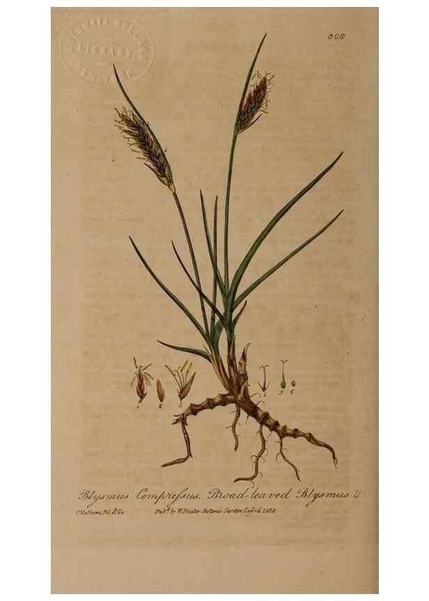 Reproducción/Reproduction 29025326715: British phaenogamous botany,. Oxford,Published by the author, sold by J.H. Parker [etc.]1834-43.