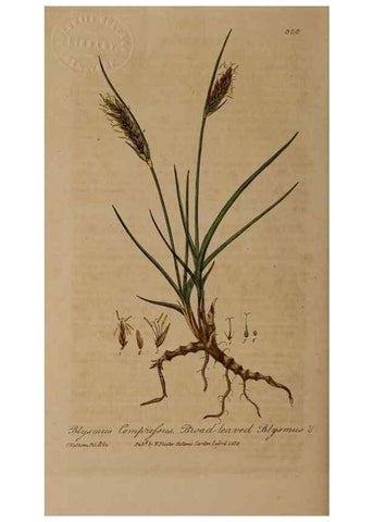 Reproducción/Reproduction 29025326715: British phaenogamous botany,. Oxford,Published by the author, sold by J.H. Parker [etc.]1834-43.