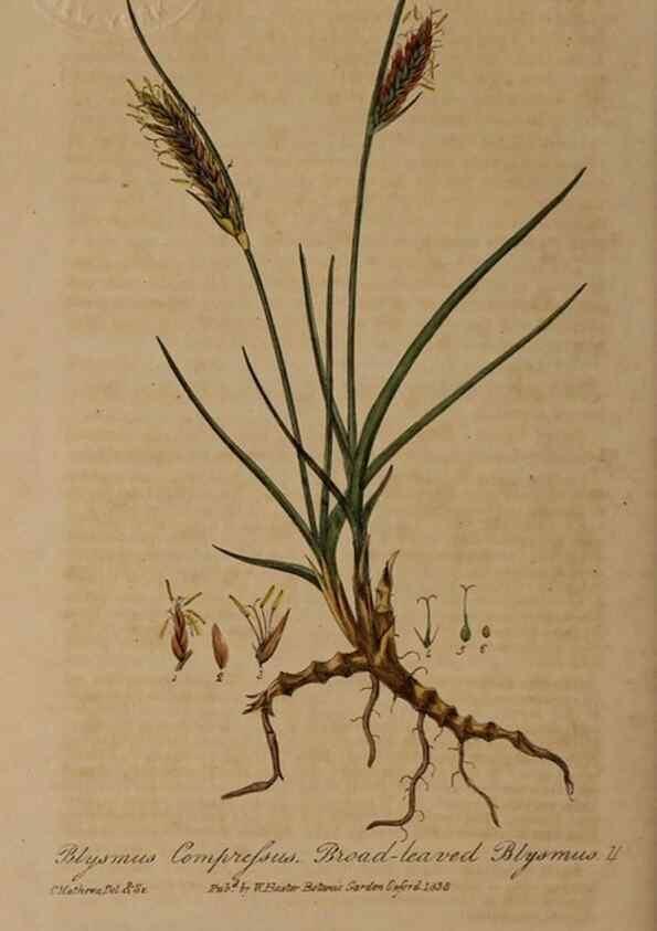 Reproducción/Reproduction 29025326715: British phaenogamous botany,. Oxford,Published by the author, sold by J.H. Parker [etc.]1834-43.