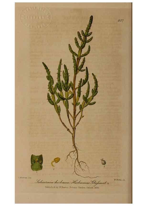 Reproducción/Reproduction 28404960844: British phaenogamous botany,. Oxford,Published by the author, sold by J.H. Parker [etc.]1834-43.