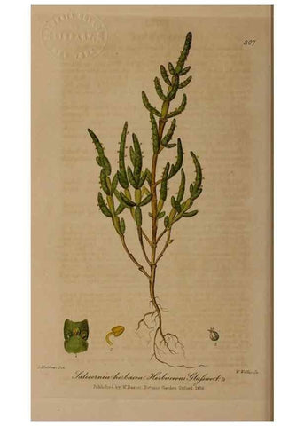 Reproducción/Reproduction 28404960844: British phaenogamous botany,. Oxford,Published by the author, sold by J.H. Parker [etc.]1834-43.