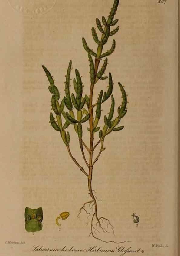 Reproducción/Reproduction 28404960844: British phaenogamous botany,. Oxford,Published by the author, sold by J.H. Parker [etc.]1834-43.