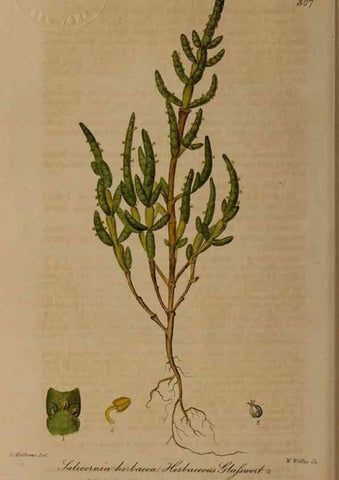 Reproducción/Reproduction 28404960844: British phaenogamous botany,. Oxford,Published by the author, sold by J.H. Parker [etc.]1834-43.
