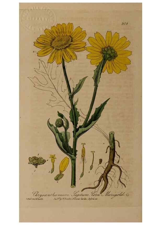 Reproducción/Reproduction 28739109340: British phaenogamous botany,. Oxford,Published by the author, sold by J.H. Parker [etc.]1834-43.