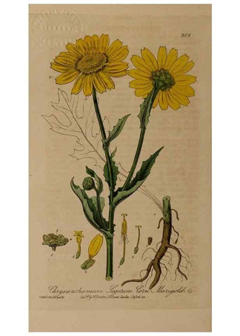 Reproducción/Reproduction 28739109340: British phaenogamous botany,. Oxford,Published by the author, sold by J.H. Parker [etc.]1834-43.