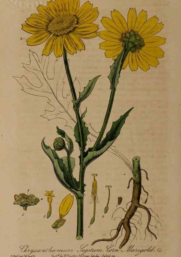 Reproducción/Reproduction 28739109340: British phaenogamous botany,. Oxford,Published by the author, sold by J.H. Parker [etc.]1834-43.