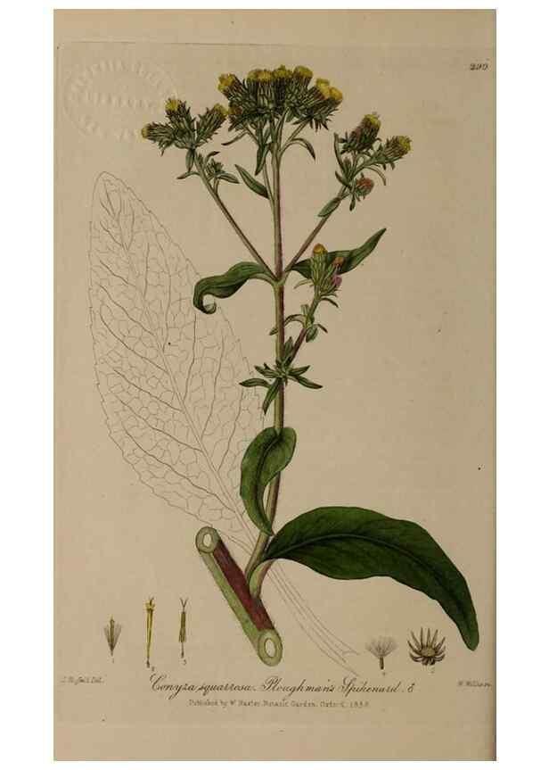 Reproducción/Reproduction 29025245235: British phaenogamous botany,. Oxford,Published by the author, sold by J.H. Parker [etc.]1834-43.