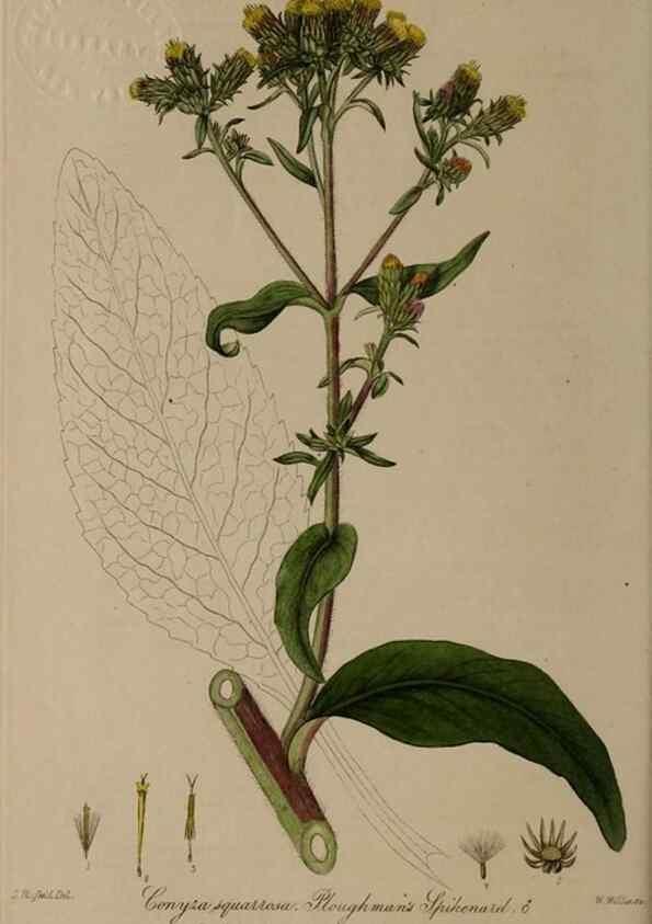 Reproducción/Reproduction 29025245235: British phaenogamous botany,. Oxford,Published by the author, sold by J.H. Parker [etc.]1834-43.