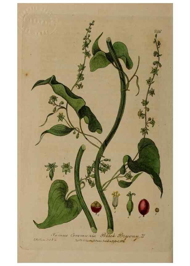 Reproducción/Reproduction 28992583036: British phaenogamous botany,. Oxford,Published by the author, sold by J.H. Parker [etc.]1834-43.