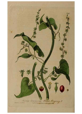 Reproducción/Reproduction 28992583036: British phaenogamous botany,. Oxford,Published by the author, sold by J.H. Parker [etc.]1834-43.