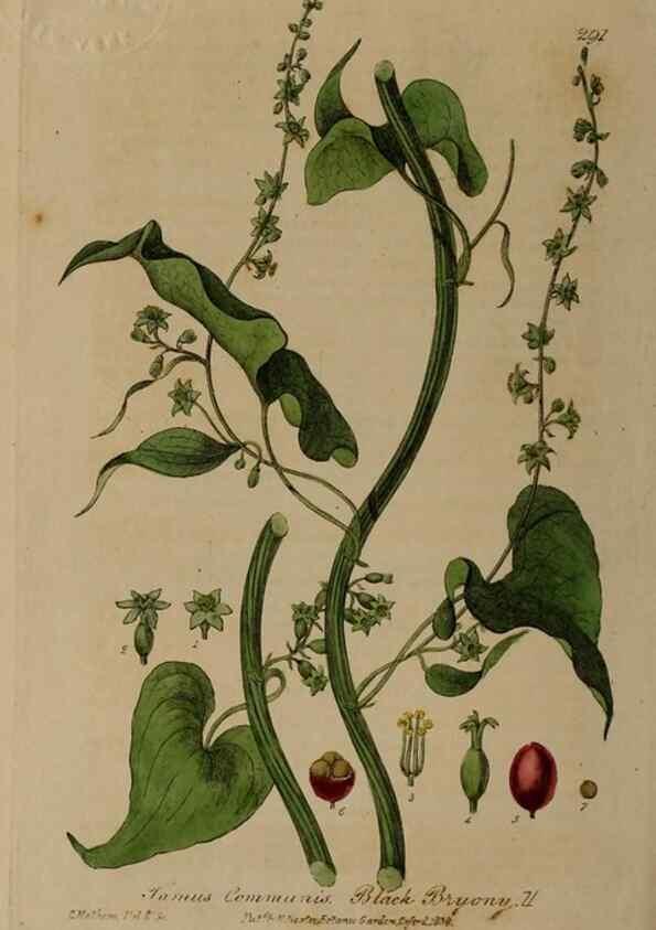 Reproducción/Reproduction 28992583036: British phaenogamous botany,. Oxford,Published by the author, sold by J.H. Parker [etc.]1834-43.