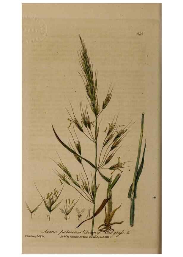 Reproducción/Reproduction 28404908904: British phaenogamous botany,. Oxford,Published by the author, sold by J.H. Parker [etc.]1834-43.