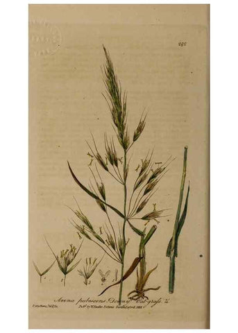 Reproducción/Reproduction 28404908904: British phaenogamous botany,. Oxford,Published by the author, sold by J.H. Parker [etc.]1834-43.