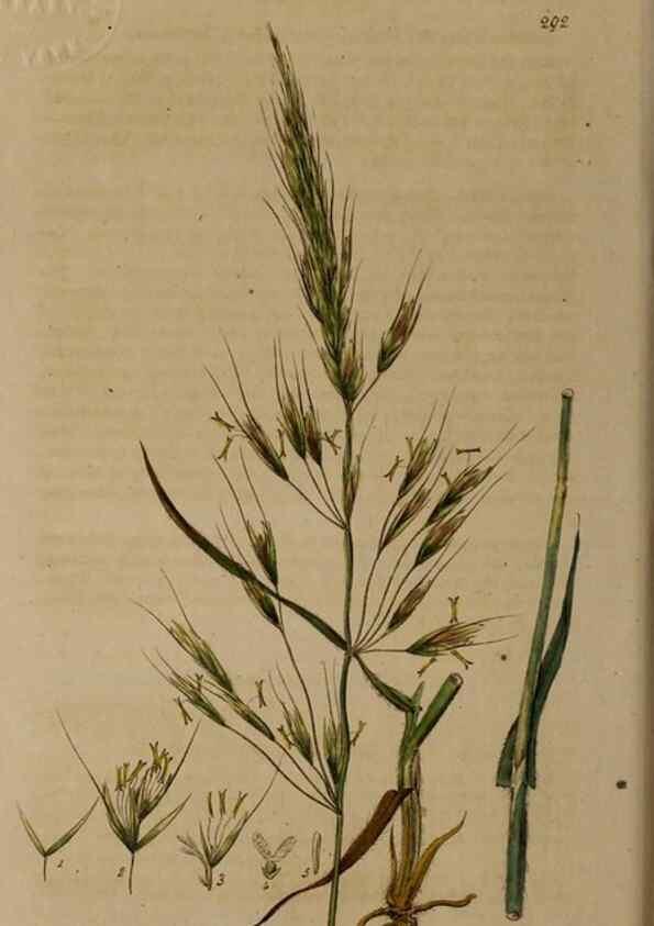 Reproducción/Reproduction 28404908904: British phaenogamous botany,. Oxford,Published by the author, sold by J.H. Parker [etc.]1834-43.
