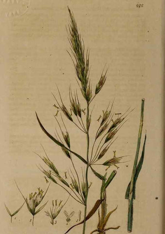 Reproducción/Reproduction 28404908904: British phaenogamous botany,. Oxford,Published by the author, sold by J.H. Parker [etc.]1834-43.