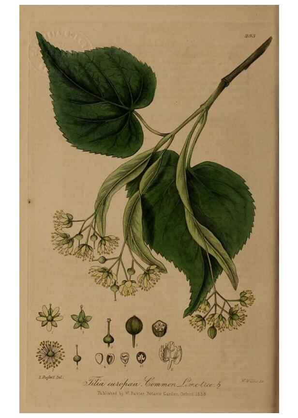 Reproducción/Reproduction 28404912114: British phaenogamous botany,. Oxford,Published by the author, sold by J.H. Parker [etc.]1834-43.