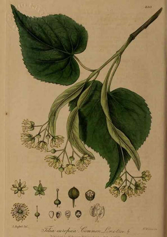 Reproducción/Reproduction 28404912114: British phaenogamous botany,. Oxford,Published by the author, sold by J.H. Parker [etc.]1834-43.