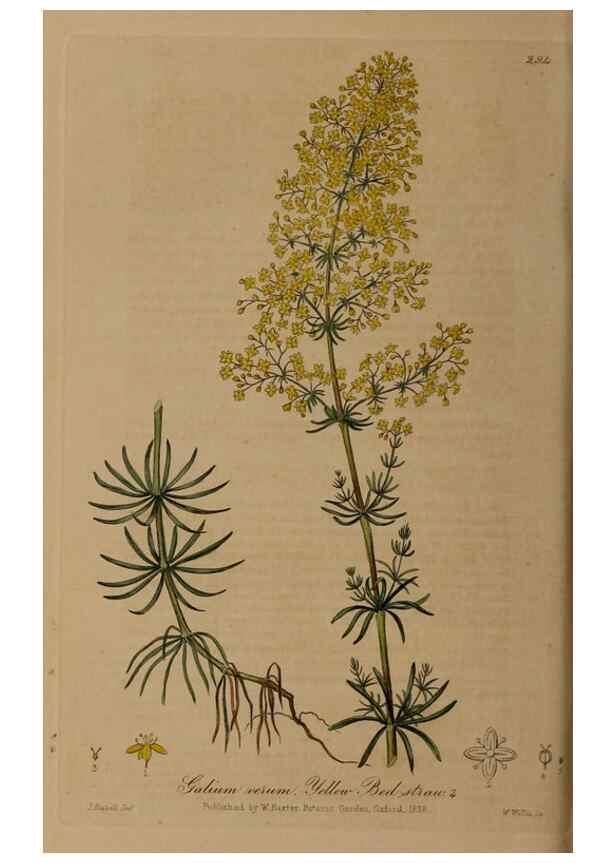 Reproducción/Reproduction 28920190102: British phaenogamous botany,. Oxford,Published by the author, sold by J.H. Parker [etc.]1834-43.