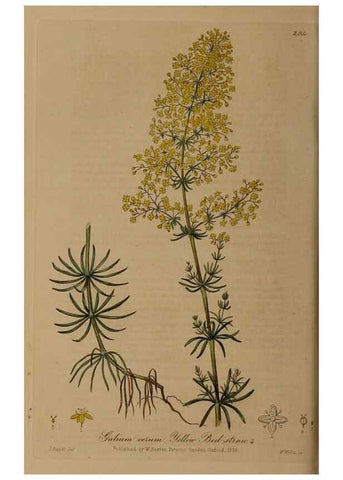 Reproducción/Reproduction 28920190102: British phaenogamous botany,. Oxford,Published by the author, sold by J.H. Parker [etc.]1834-43.