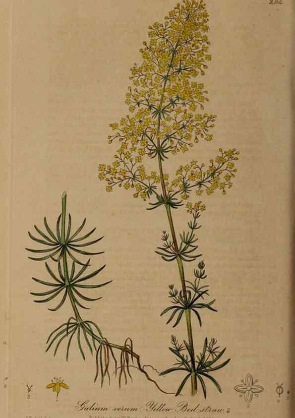 Reproducción/Reproduction 28920190102: British phaenogamous botany,. Oxford,Published by the author, sold by J.H. Parker [etc.]1834-43.