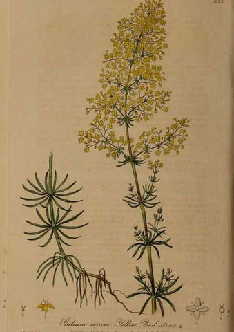 Reproducción/Reproduction 28920190102: British phaenogamous botany,. Oxford,Published by the author, sold by J.H. Parker [etc.]1834-43.