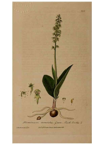 Reproducción/Reproduction 28992596556: British phaenogamous botany,. Oxford,Published by the author, sold by J.H. Parker [etc.]1834-43.