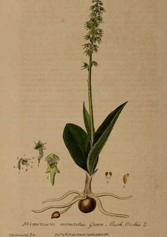 Reproducción/Reproduction 28992596556: British phaenogamous botany,. Oxford,Published by the author, sold by J.H. Parker [etc.]1834-43.