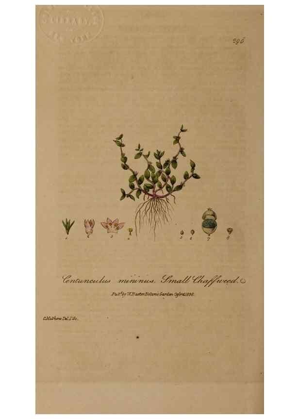 Reproducción/Reproduction 29025269555: British phaenogamous botany,. Oxford,Published by the author, sold by J.H. Parker [etc.]1834-43.