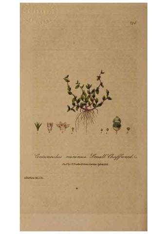 Reproducción/Reproduction 29025269555: British phaenogamous botany,. Oxford,Published by the author, sold by J.H. Parker [etc.]1834-43.