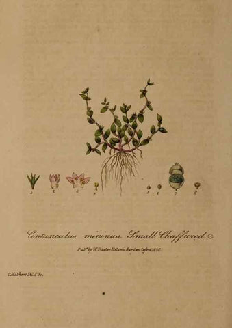 Reproducción/Reproduction 29025269555: British phaenogamous botany,. Oxford,Published by the author, sold by J.H. Parker [etc.]1834-43.