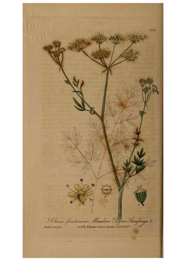 Reproducción/Reproduction 28937913792: British phaenogamous botany,. Oxford,Published by the author, sold by J.H. Parker [etc.]1834-43.
