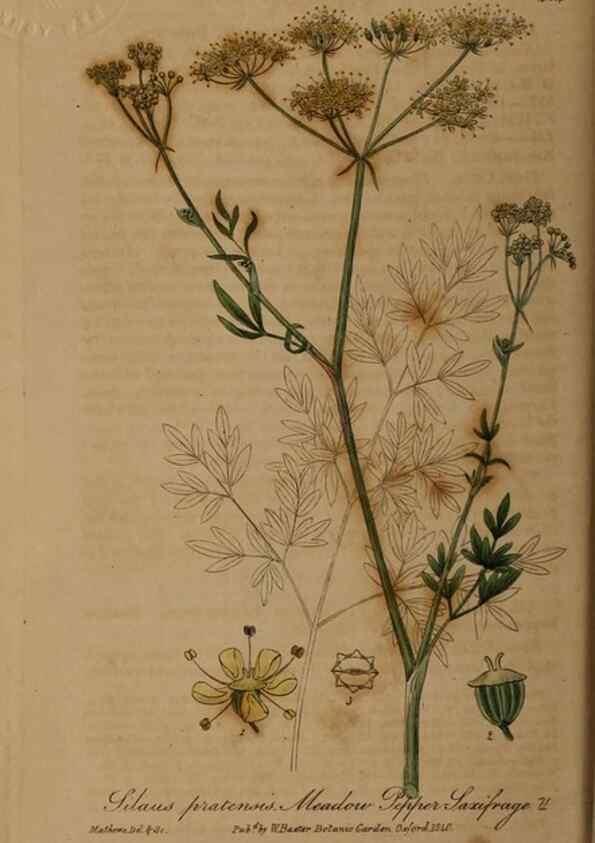 Reproducción/Reproduction 28937913792: British phaenogamous botany,. Oxford,Published by the author, sold by J.H. Parker [etc.]1834-43.