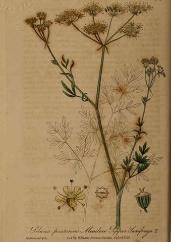Reproducción/Reproduction 28937913792: British phaenogamous botany,. Oxford,Published by the author, sold by J.H. Parker [etc.]1834-43.