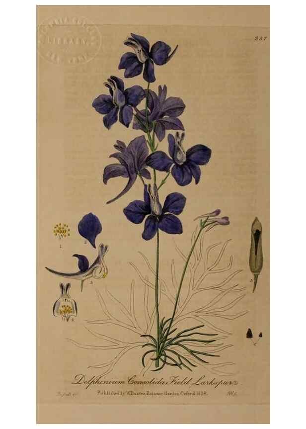 Reproducción/Reproduction 28739082400: British phaenogamous botany,. Oxford,Published by the author, sold by J.H. Parker [etc.]1834-43.