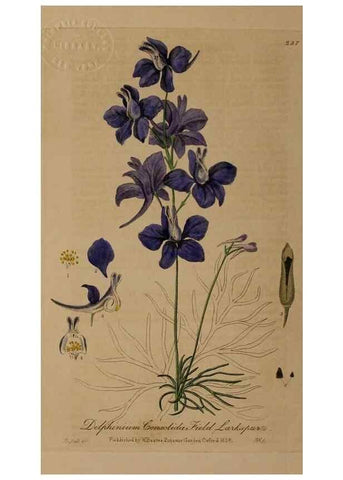 Reproducción/Reproduction 28739082400: British phaenogamous botany,. Oxford,Published by the author, sold by J.H. Parker [etc.]1834-43.