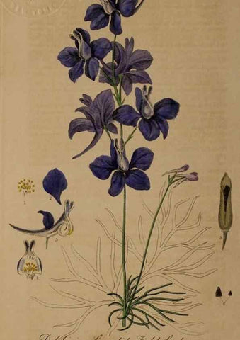 Reproducción/Reproduction 28739082400: British phaenogamous botany,. Oxford,Published by the author, sold by J.H. Parker [etc.]1834-43.