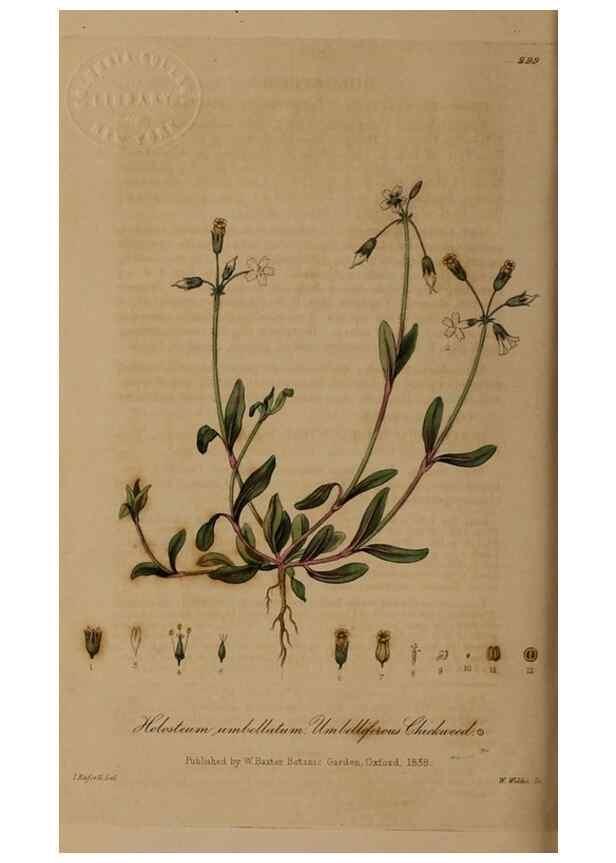 Reproducción/Reproduction 29025280395: British phaenogamous botany,. Oxford,Published by the author, sold by J.H. Parker [etc.]1834-43.