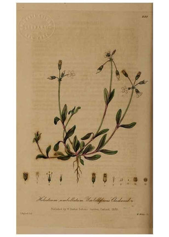 Reproducción/Reproduction 29025280395: British phaenogamous botany,. Oxford,Published by the author, sold by J.H. Parker [etc.]1834-43.