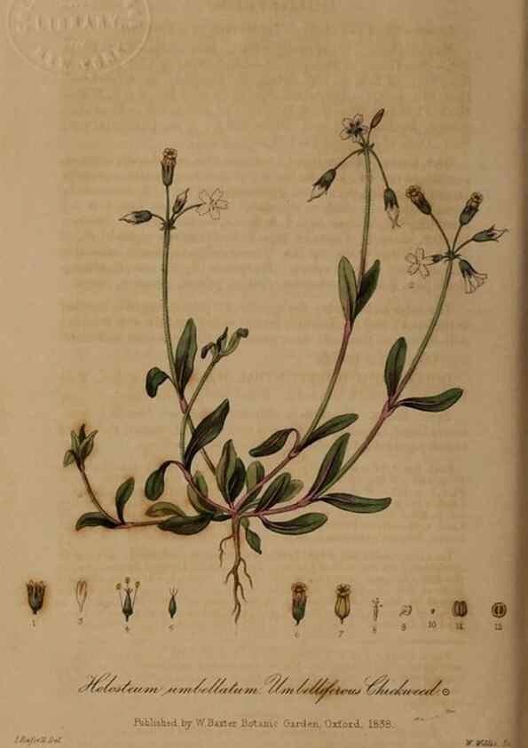 Reproducción/Reproduction 29025280395: British phaenogamous botany,. Oxford,Published by the author, sold by J.H. Parker [etc.]1834-43.