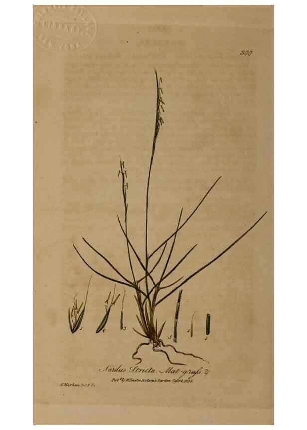 Reproducción/Reproduction 28920216892: British phaenogamous botany,. Oxford,Published by the author, sold by J.H. Parker [etc.]1834-43.
