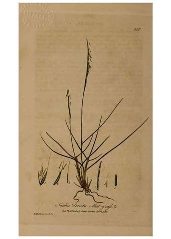 Reproducción/Reproduction 28920216892: British phaenogamous botany,. Oxford,Published by the author, sold by J.H. Parker [etc.]1834-43.