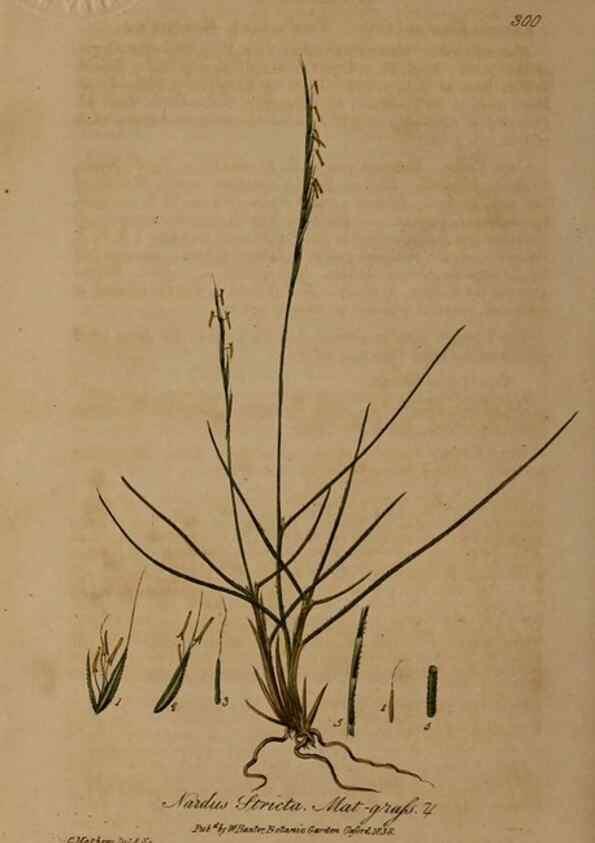 Reproducción/Reproduction 28920216892: British phaenogamous botany,. Oxford,Published by the author, sold by J.H. Parker [etc.]1834-43.