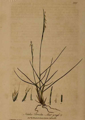 Reproducción/Reproduction 28920216892: British phaenogamous botany,. Oxford,Published by the author, sold by J.H. Parker [etc.]1834-43.
