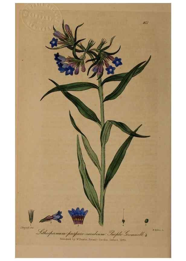 Reproducción/Reproduction 29025292355: British phaenogamous botany,. Oxford,Published by the author, sold by J.H. Parker [etc.]1834-43.