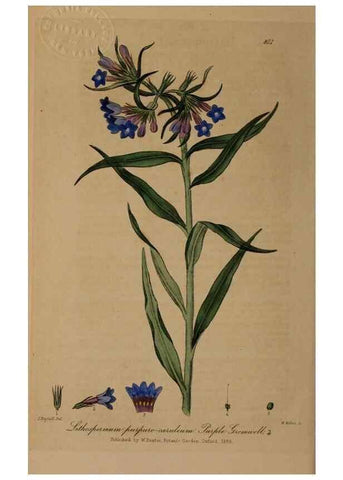 Reproducción/Reproduction 29025292355: British phaenogamous botany,. Oxford,Published by the author, sold by J.H. Parker [etc.]1834-43.