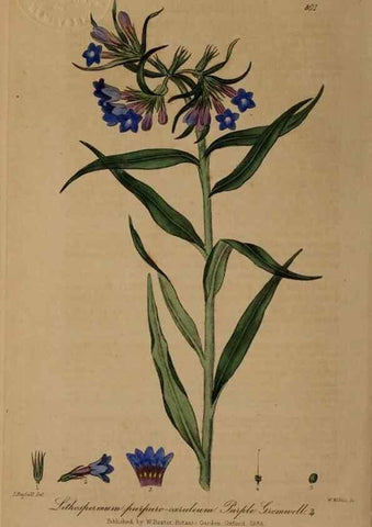 Reproducción/Reproduction 29025292355: British phaenogamous botany,. Oxford,Published by the author, sold by J.H. Parker [etc.]1834-43.